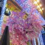 Sakura uprostřed města