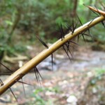 Tahle věc fakt píchá