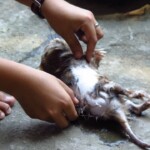 vykuchat a šup na grill :)