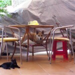 pejsek s kočičkou si to vyměnili