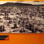 Agent Orange naprosto zrujnoval velké časti Vietnamského lesního porostu