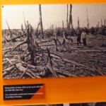 Agent Orange naprosto zrujnoval velké časti Vietnamského lesního porostu