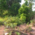 Zarostlý kráter po výbuchu bomby