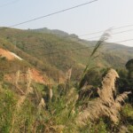 Krajina s divnými chlupatými vějířy