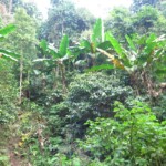 džungle, zaručeně spousta pijavic