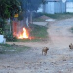 Pejsci se tváří,jakoby to zapálili oni