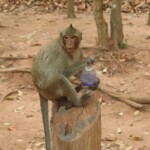 Opice u Angkor Watu