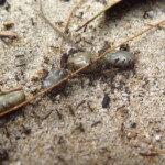 Mravenci požírající klíšťata